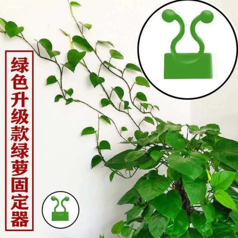 绿箩爬上神器绿萝固定器夹子爬山虎月季蔷薇花绿植物爬墙固定器扣