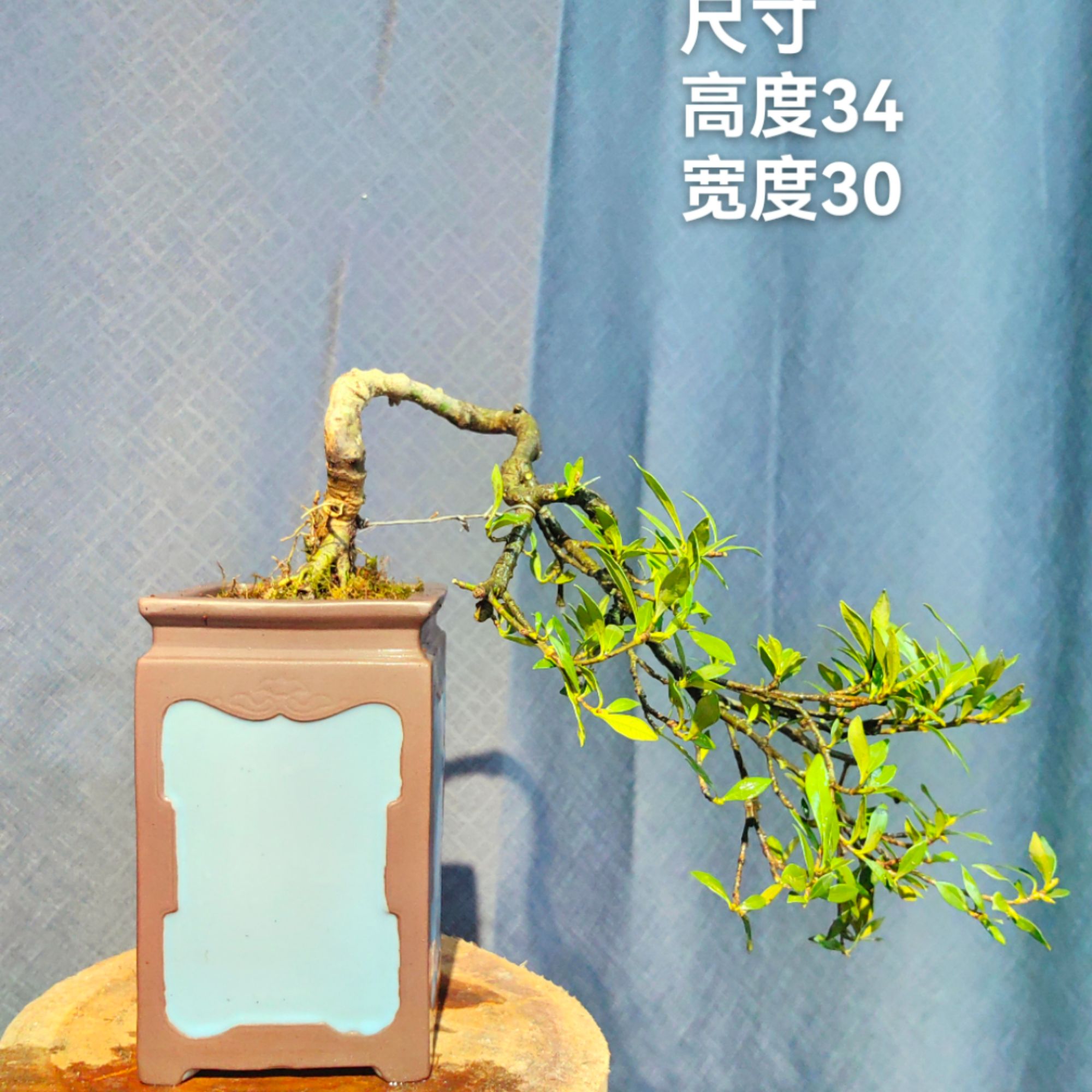 小叶司机浓香型栀子花盆栽带花苞室外内植物花卉绿植净化空气
