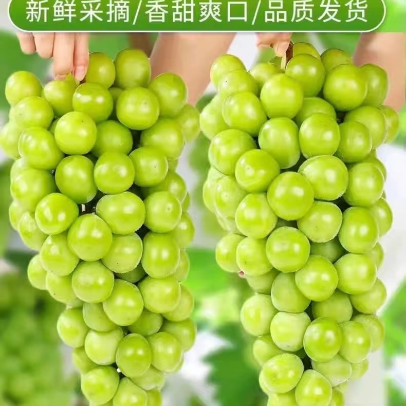 爆甜阳光玫瑰葡萄皮薄肉厚新鲜现摘现发青提纯甜无籽水果包邮一斤