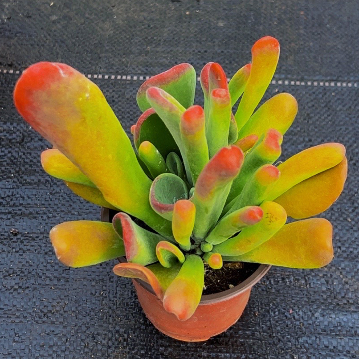 火狐狸耳朵营养土多肉植物带盆土发