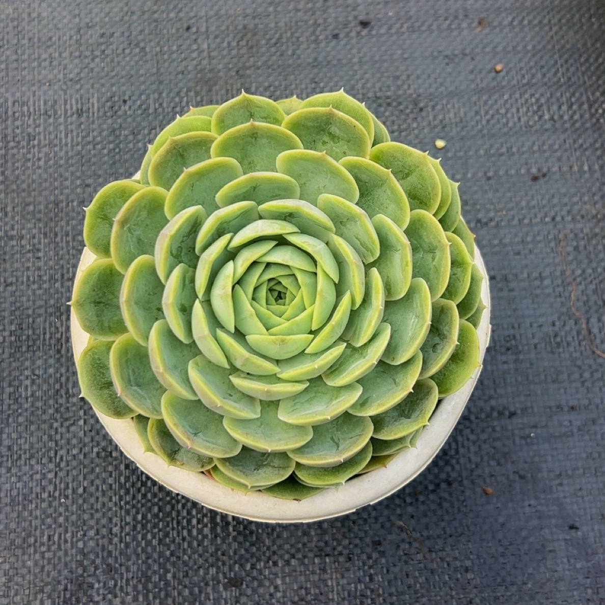 昂斯诺带盆土发货