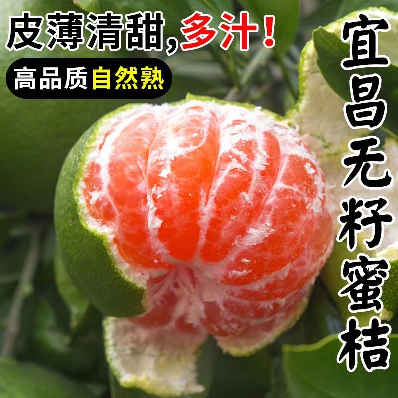 宜昌蜜桔青皮新鲜甜橘子桔子蜜橘孕妇水果当季薄皮柑橘