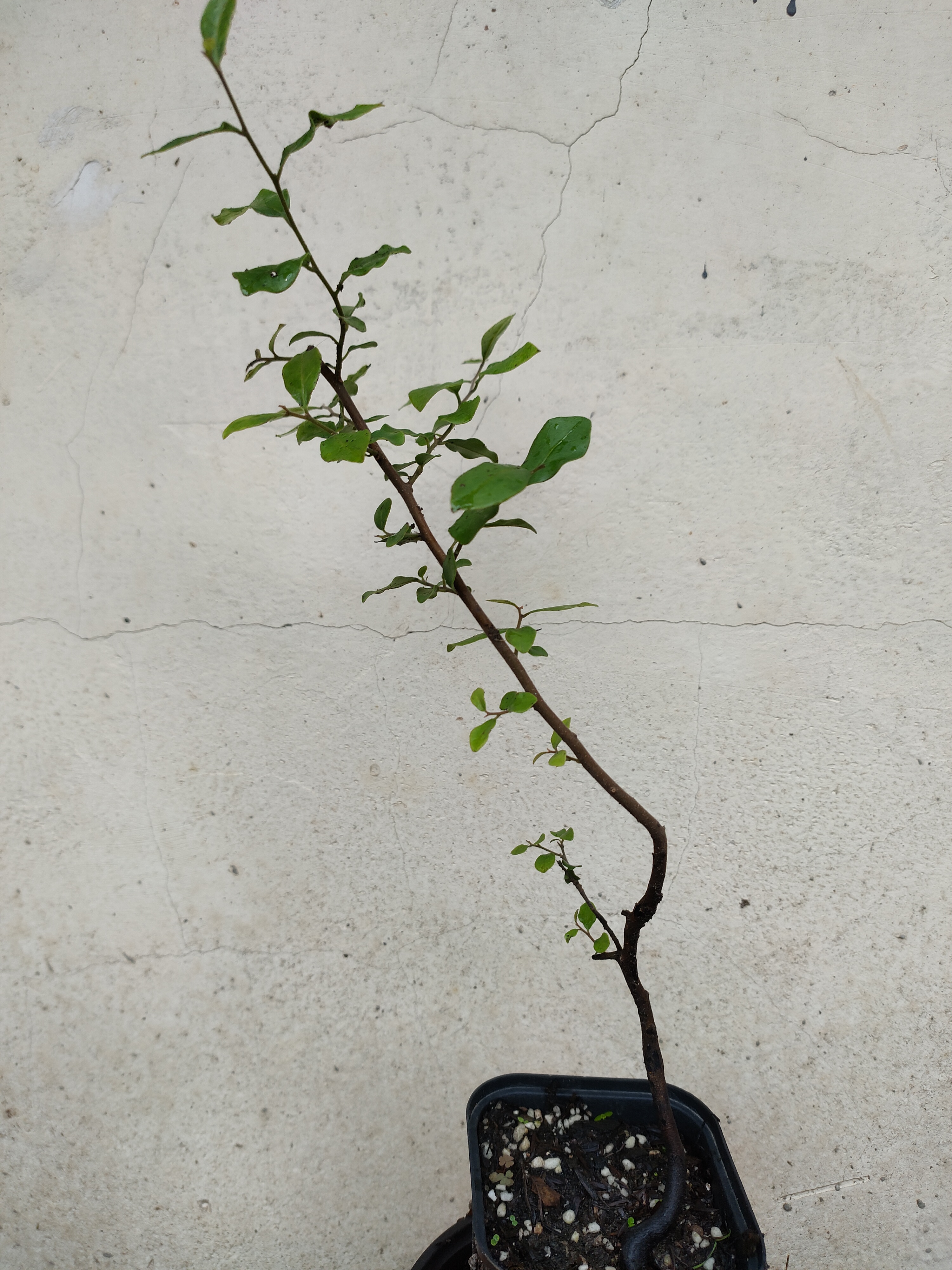 金彈子人工培育两年籽播苗