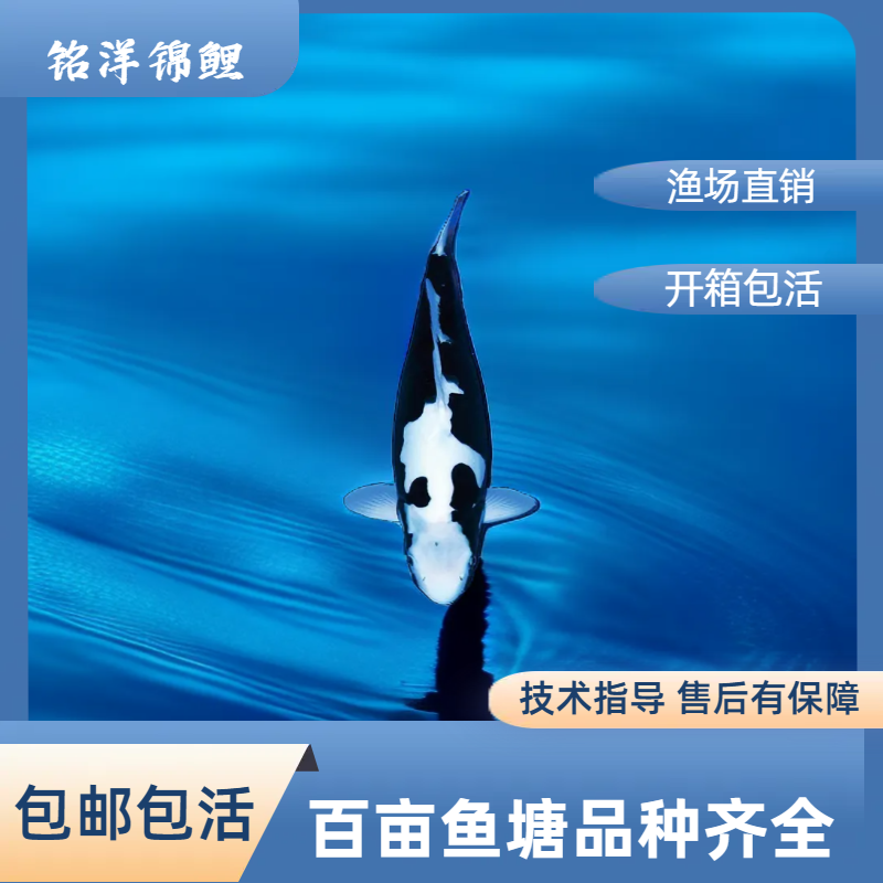 2铭洋锦鲤观赏鱼冷水鱼红白昭和等20cm-50cm品相尺寸以直播间为准