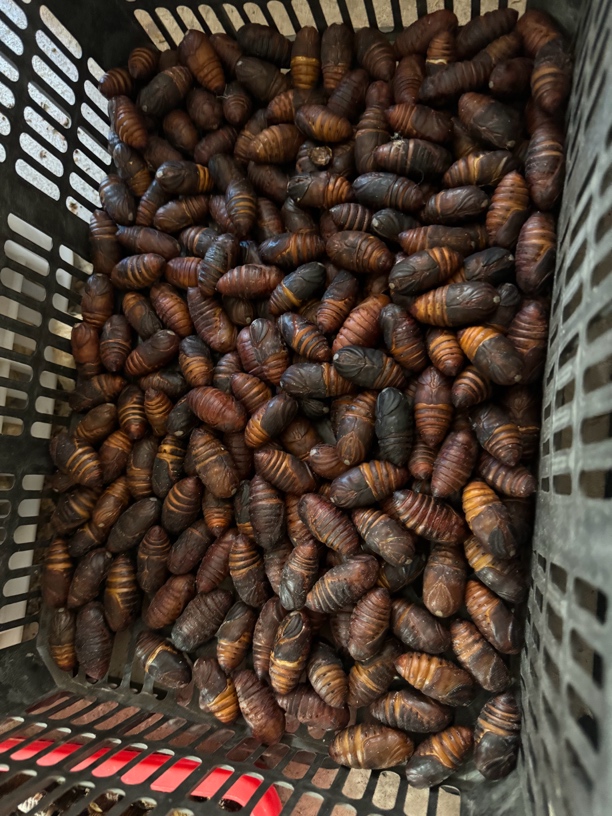 迷你小小号蚕蛹5斤东北特产高蛋白柞树茧蛹绿色低脂现货