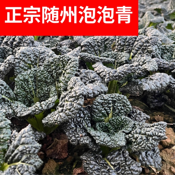 正宗随州泡泡青地标蔬菜安居核心种植区随州特产