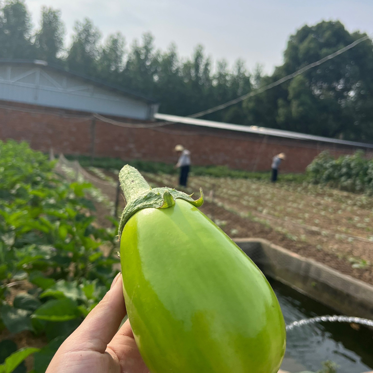 随州本地露天青茄子 绿茄子