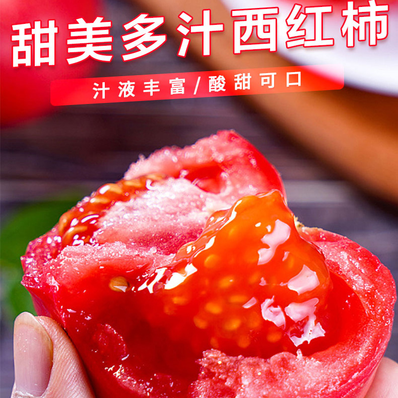 新鲜番茄 西红柿自然熟沙瓤有仔当季农家蔬菜露天种植坏果包售后