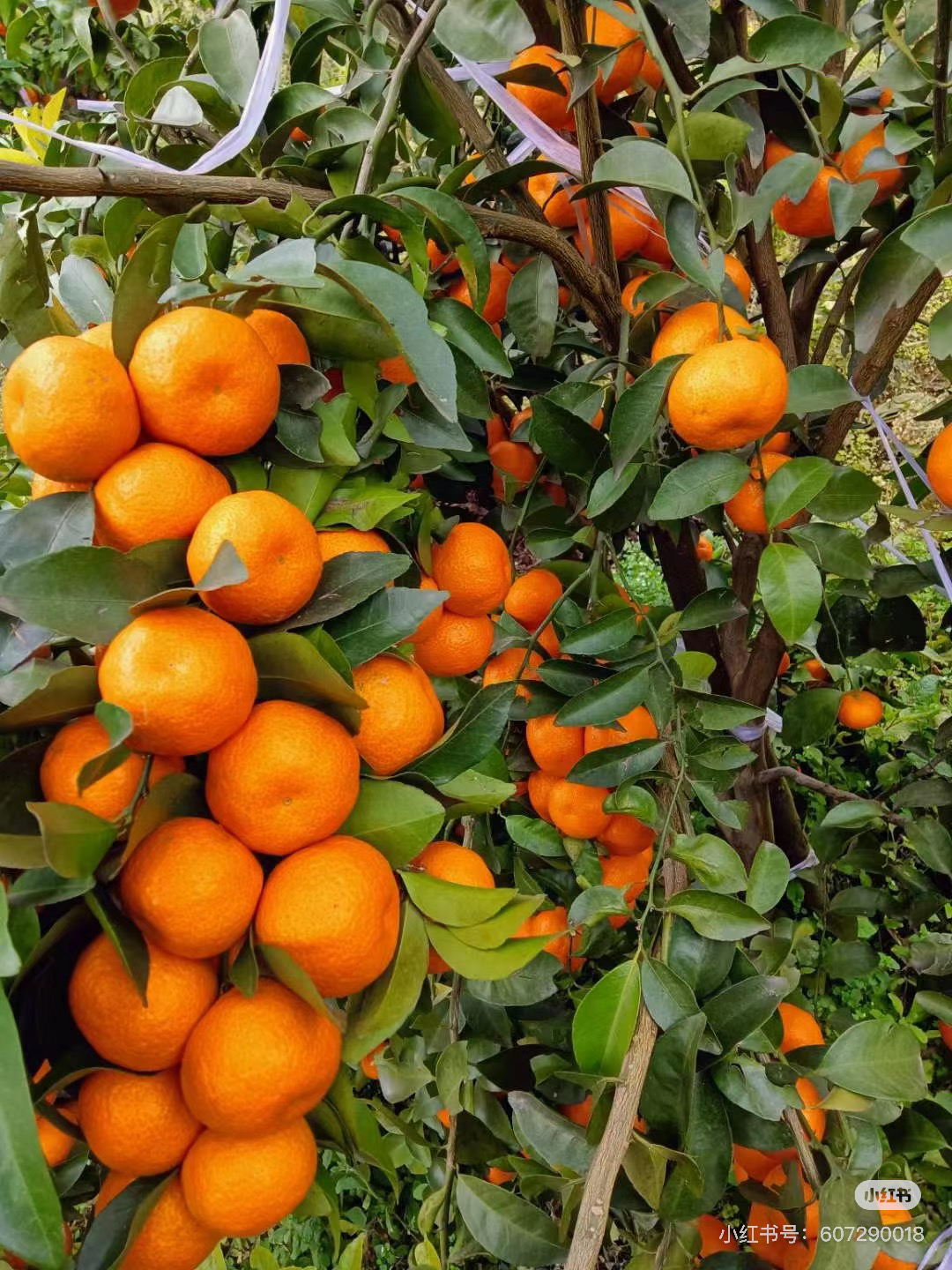 橙新鲜采摘皮薄汁多橘子橙子