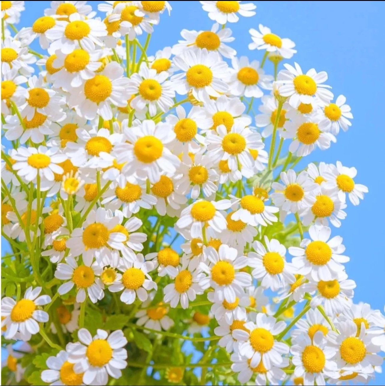 云南斗南直发洋甘菊