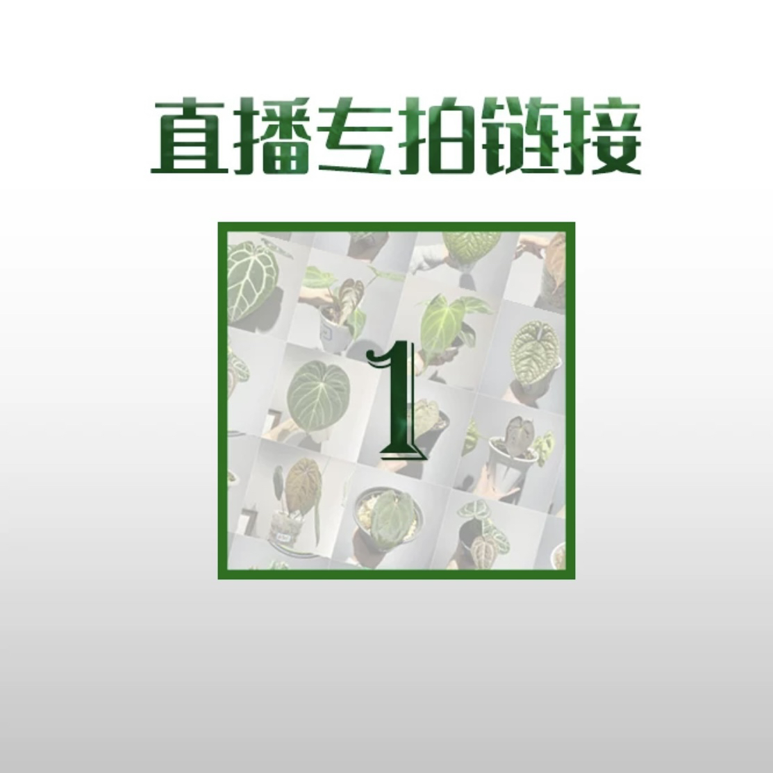 原森KsECO 网红ins风绿植 龟背竹 秋海棠 花烛直播间一号链接