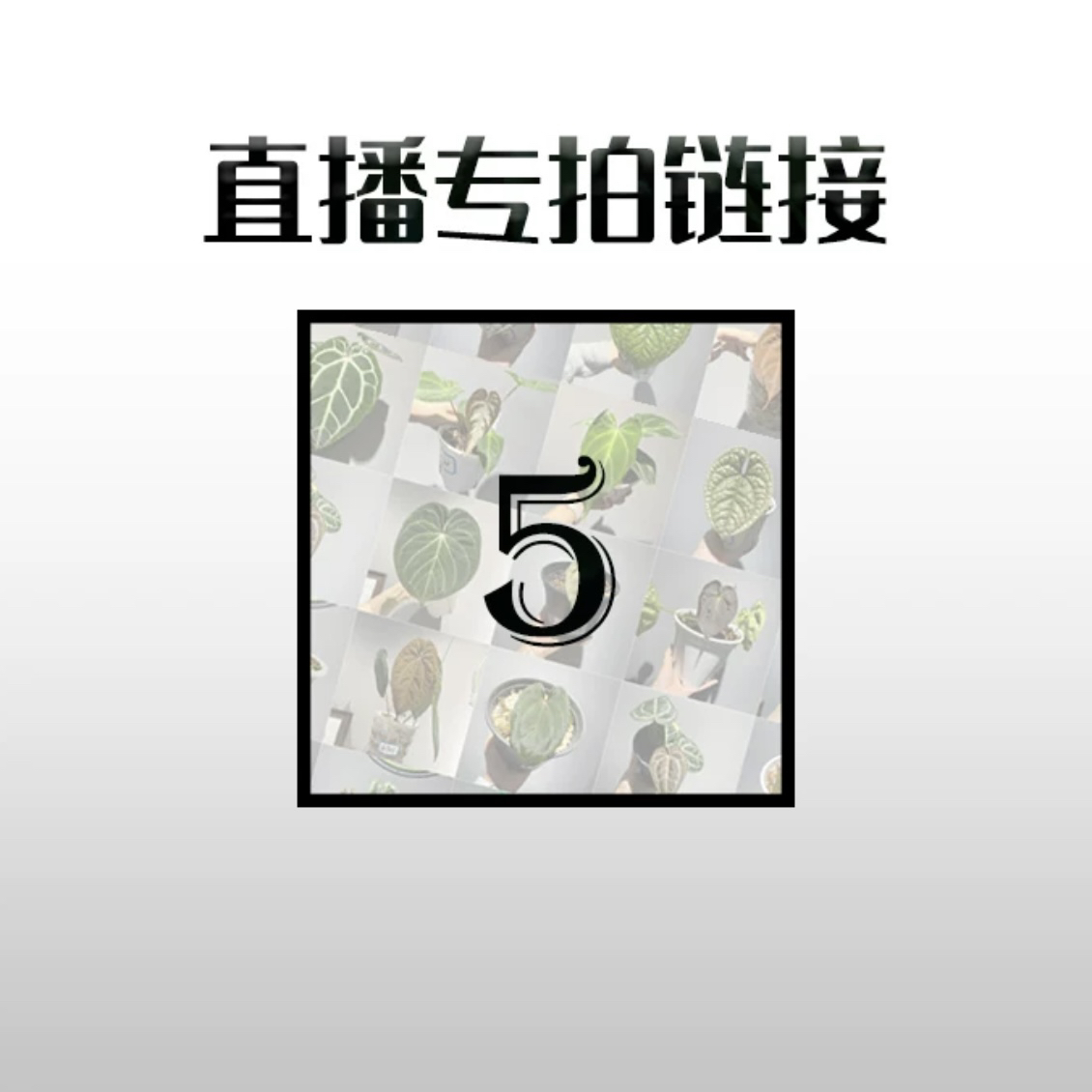 原森KsECO 网红ins风绿植 龟背竹 秋海棠 花烛 直播间五号链接