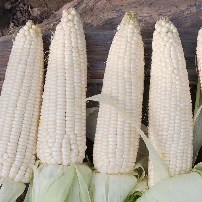 白玉糯玉米种子早熟大棒白甜糯玉米种籽鲜食粘糯玉米种子四季蔬菜