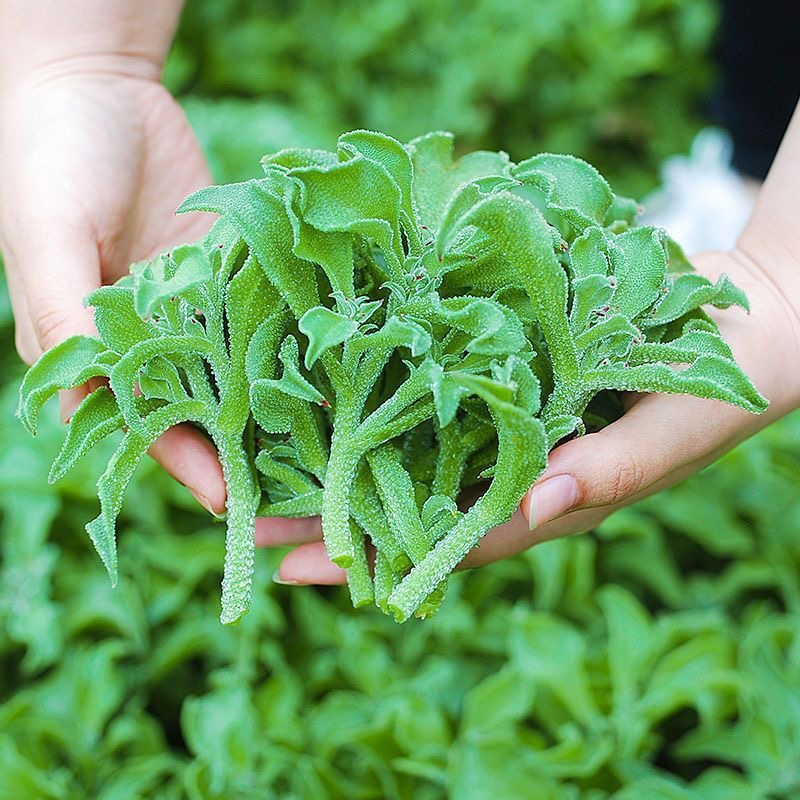 冰菜种子南方蔬菜四季种植长寿菜营养高钙冻不死易种高产冰草种籽