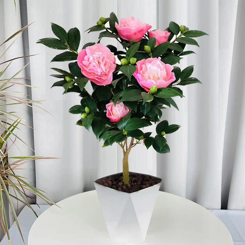 山茶花盆栽香妃香茶花带花苞发货开花有香味阳台庭院好养