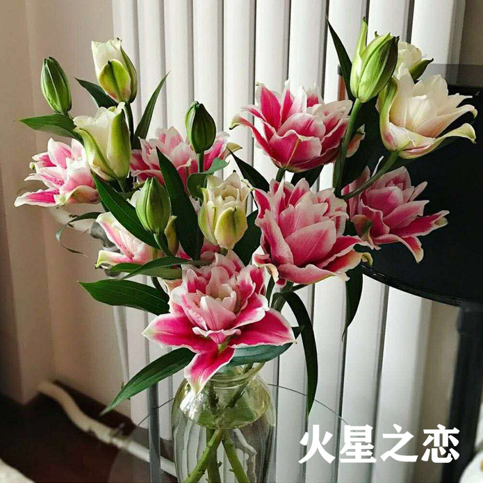 【林冲花卉】火星之恋重瓣香水百合小花苞 层次感丰富 香味甜香