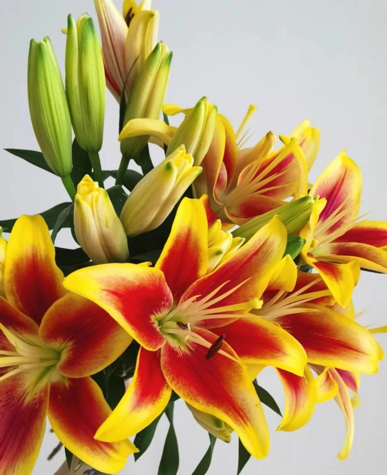 【林冲花卉丨皇冠】单瓣无香亚百合小花苞 颜色富贵 花型精致