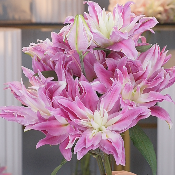 【林冲花卉】红丝带重瓣香水百合 粉嫩仙气 清新淡雅 易开