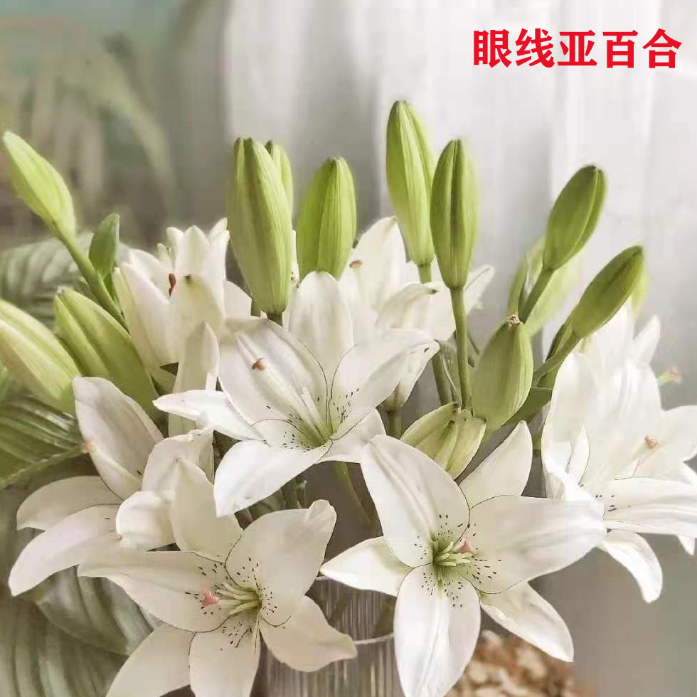 【林冲花卉】严选眼线单瓣亚百合无香迷你小花苞