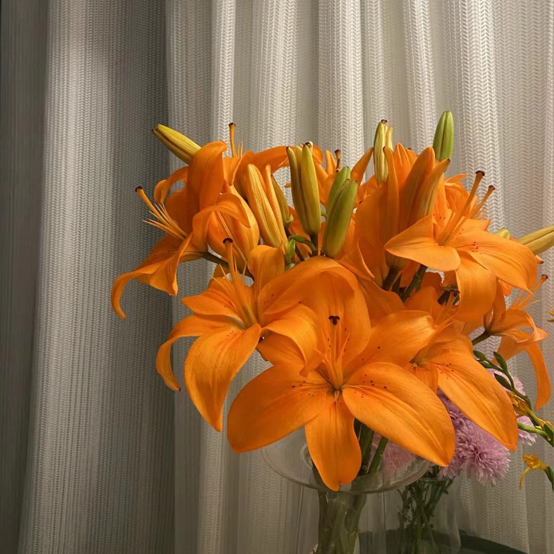 【买百合选林冲】橙色梦想无香亚百合阳光饱满耐养花期长小花苞无香