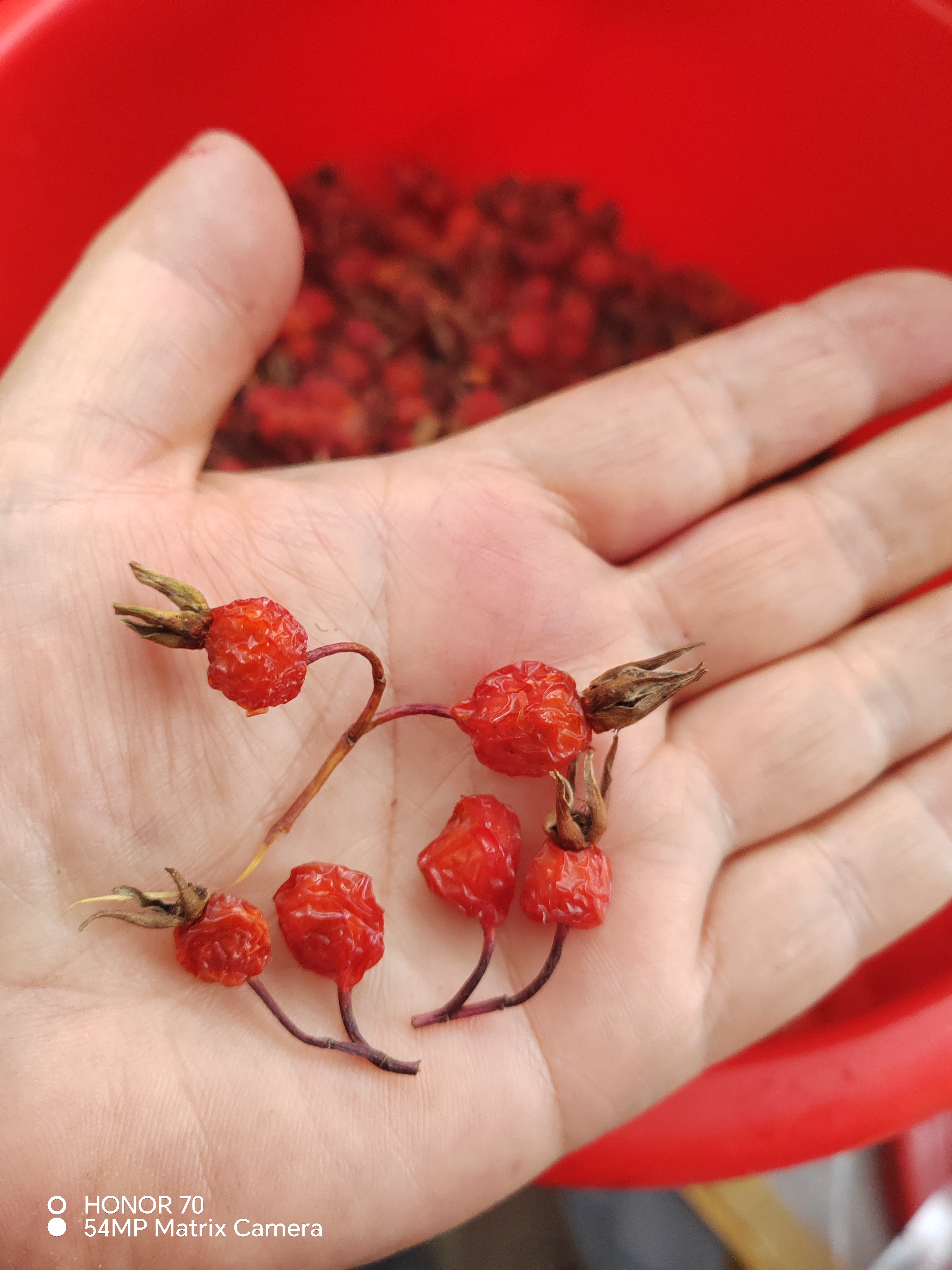 2024野生玫瑰果，