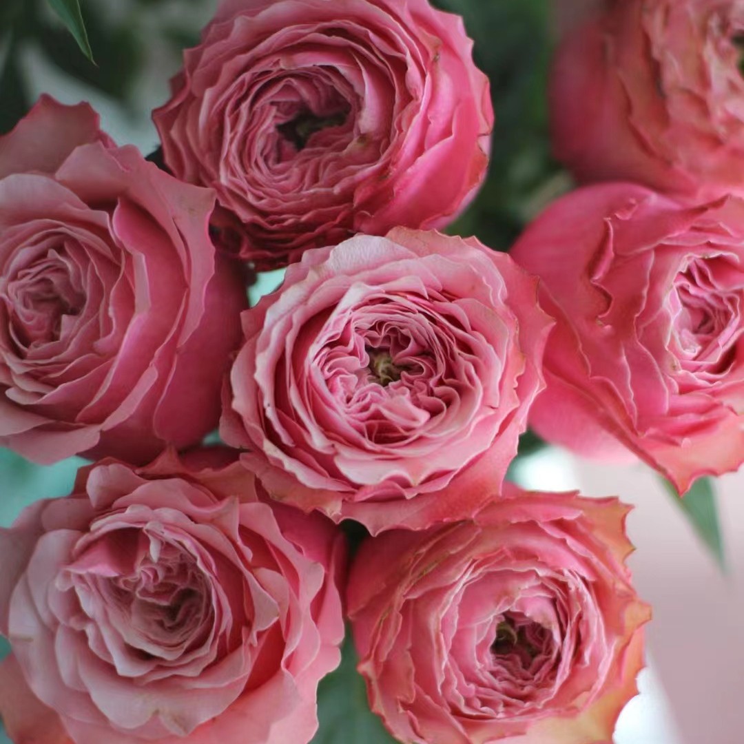 【微开铁头】10枝 伯利兹玫瑰  云南基地直发 收到要醒花