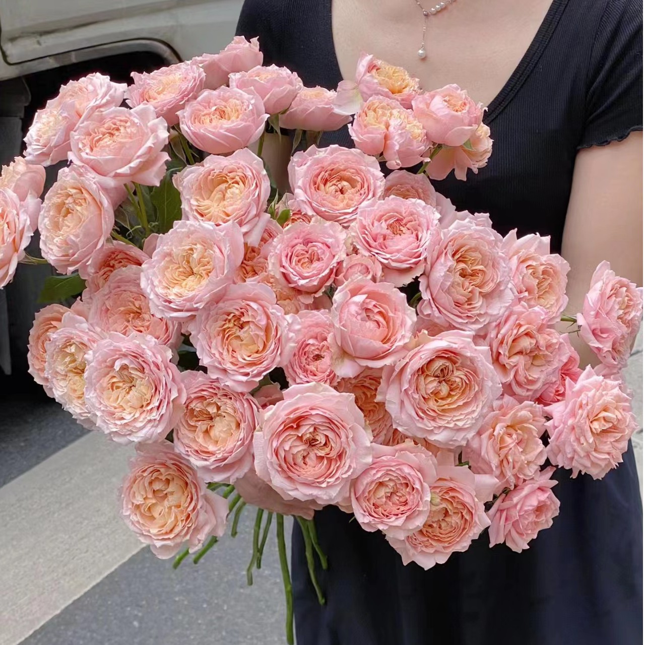 朱丽叶塔  泡泡  玫瑰云南基地直发