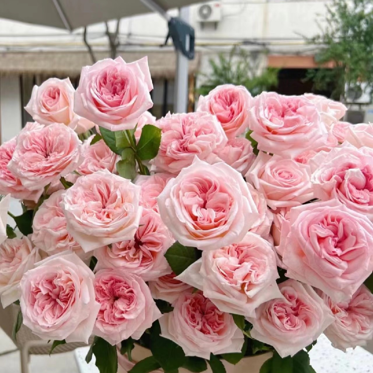 10枝粉荔枝玫瑰介意勿拍基地鲜花直发1单中通2单升级顺风