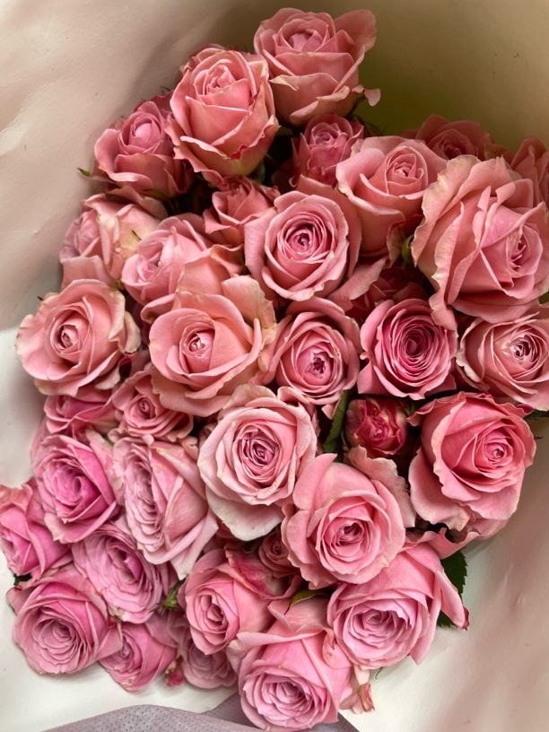 10支星好多头玫瑰 云南基地直发  任意两单起发