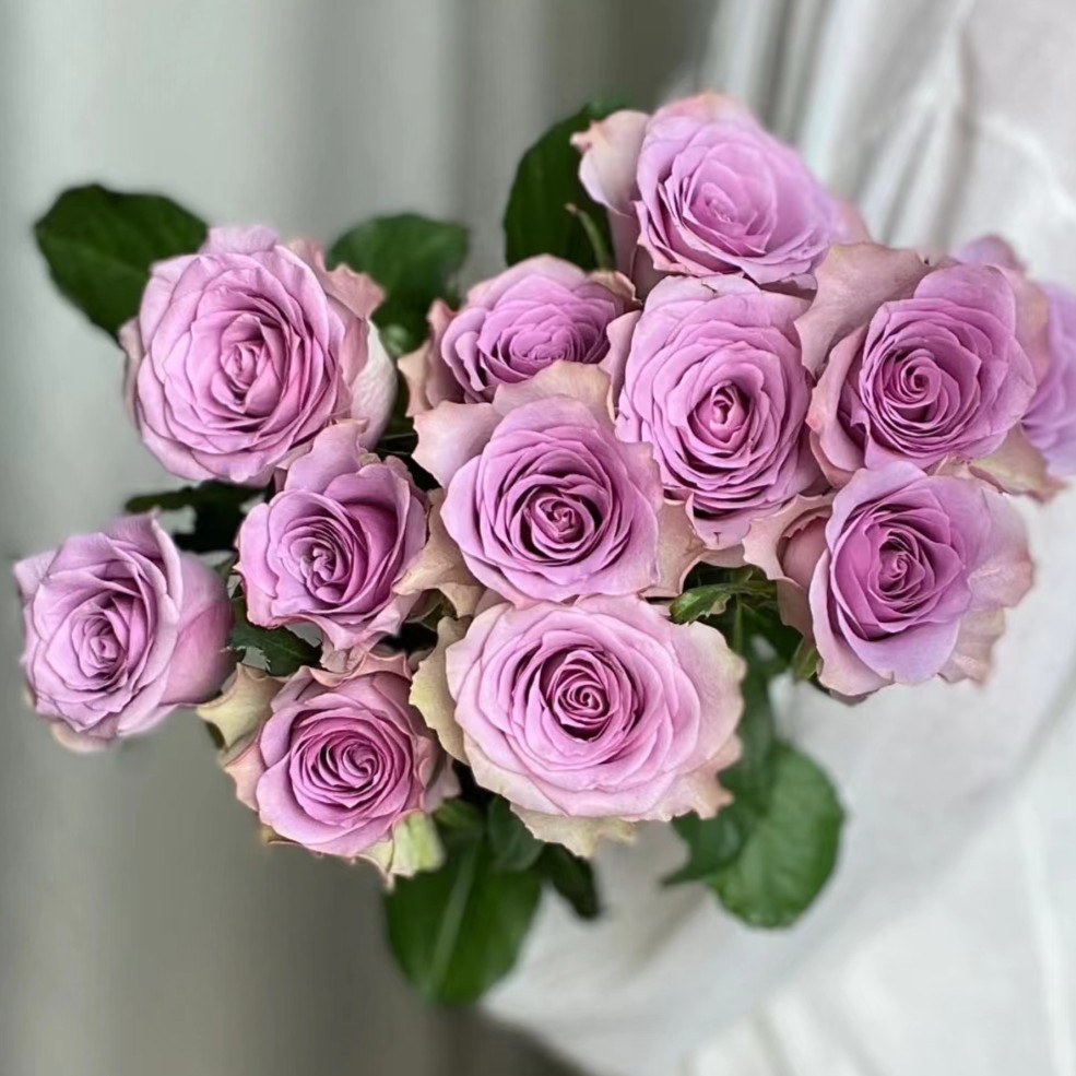 A级紫霞仙子 玫瑰  花头小 天冷地区拍保温 不拍冻坏不售后