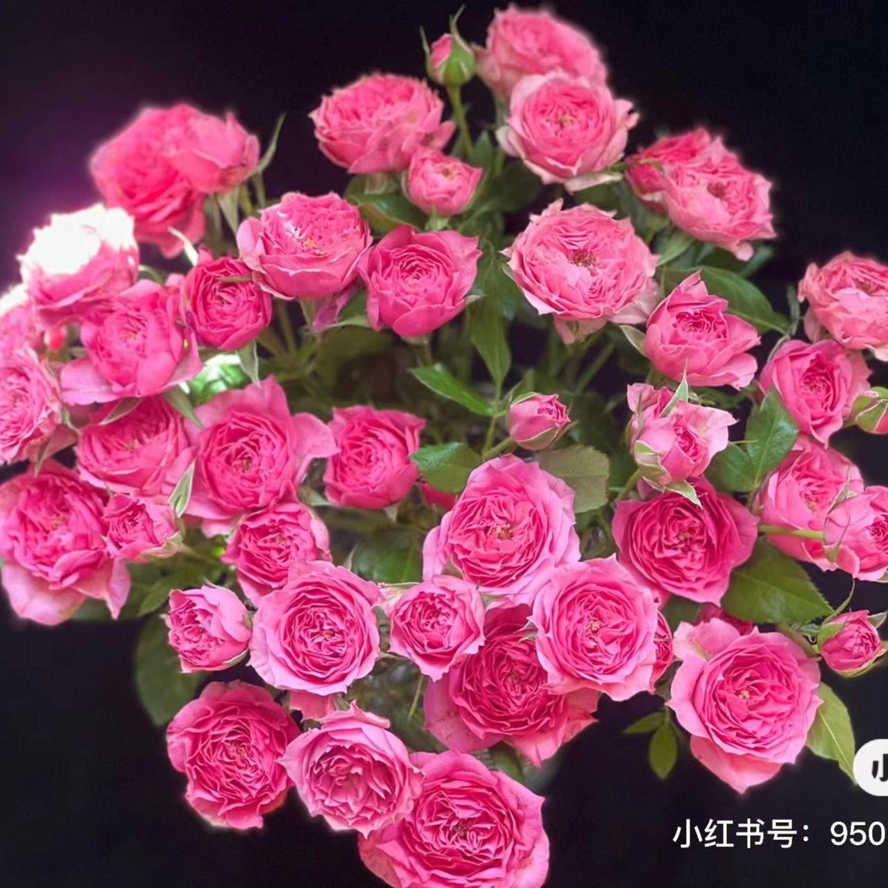 苏菲宝贝泡泡 玫瑰天冷地区拍保温 不拍冻坏不售后