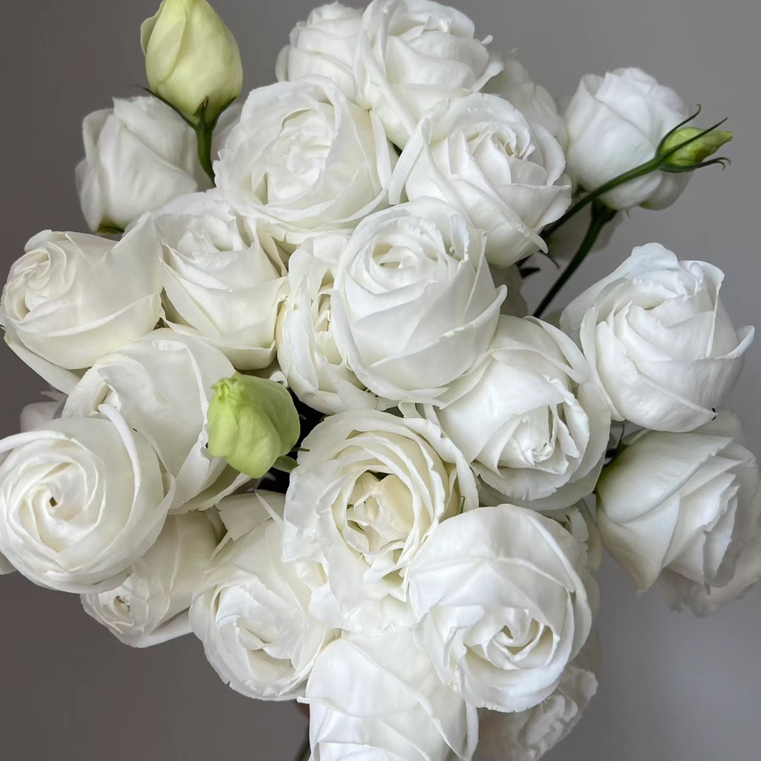  白色洋桔梗 1大扎鲜花  云南基地直发