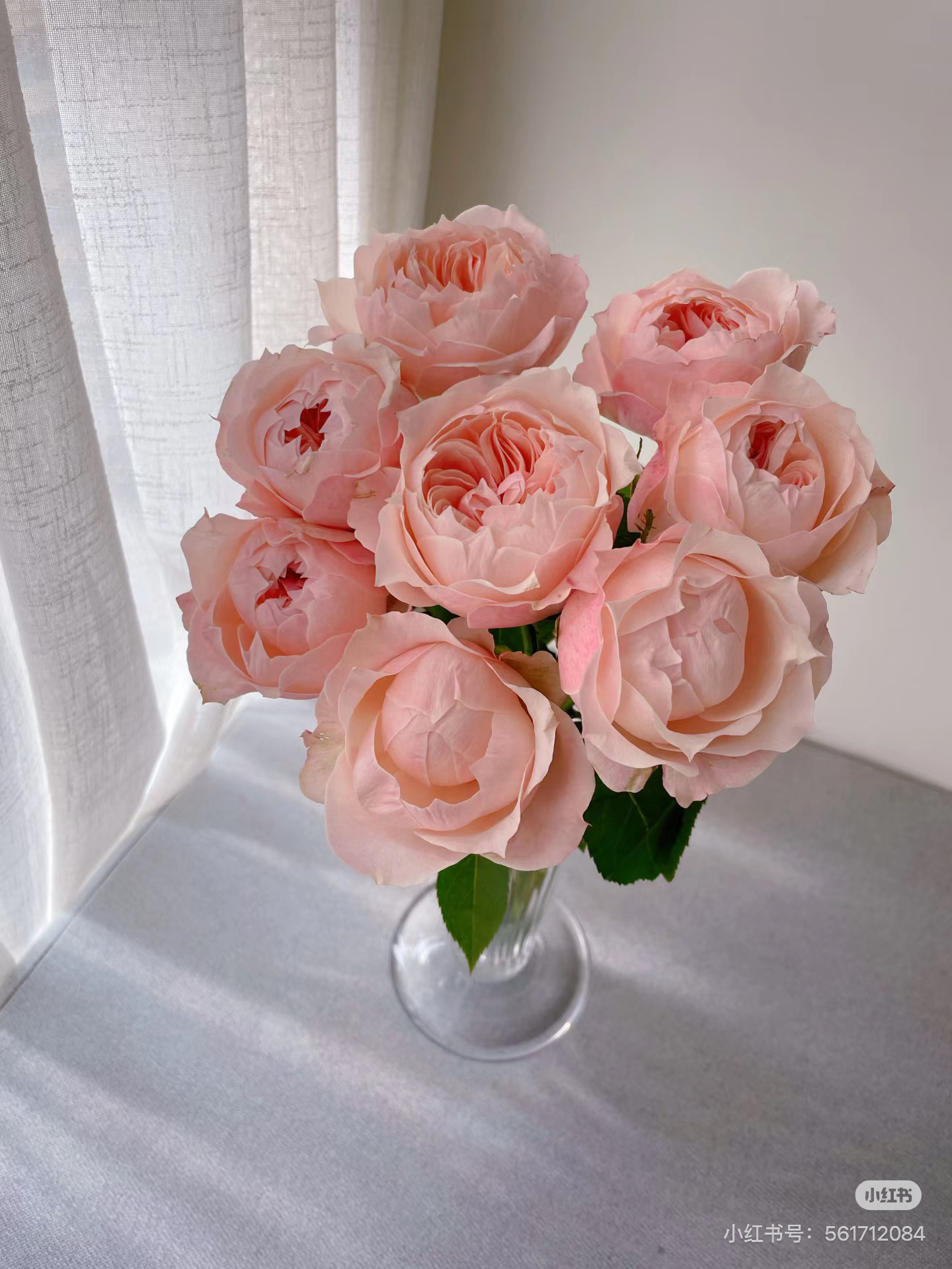   多头 凯瑟琳玫瑰 云南基地直发 任意两单起发