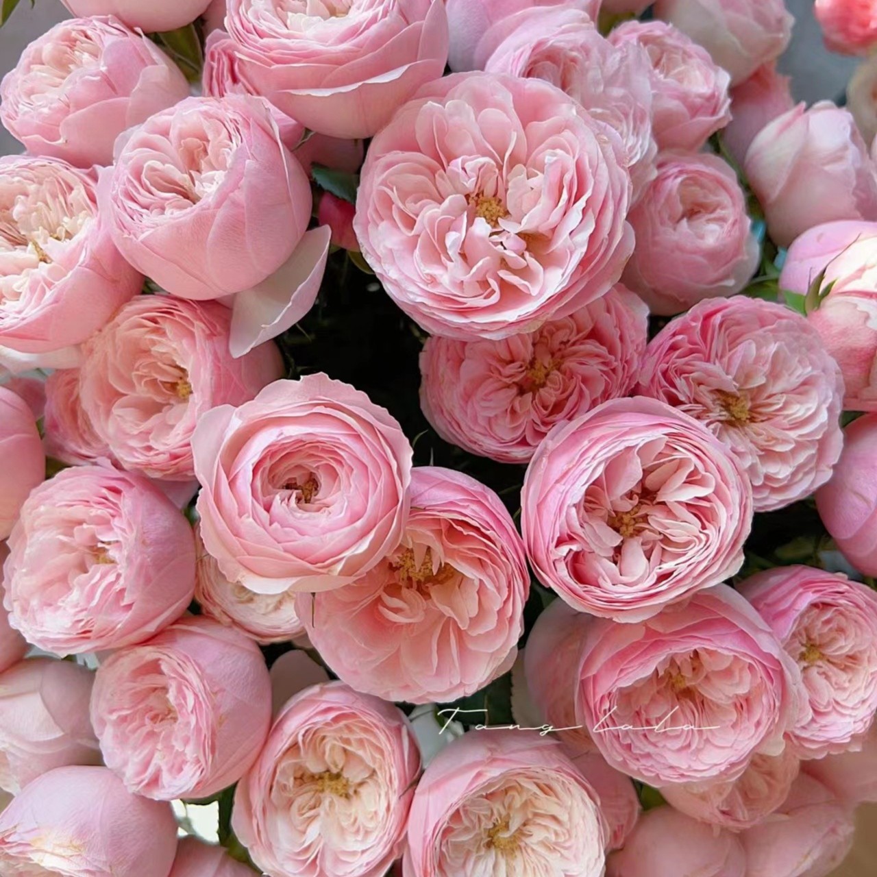 10支多头酷皮泡泡  玫瑰两单起发顺丰发货  