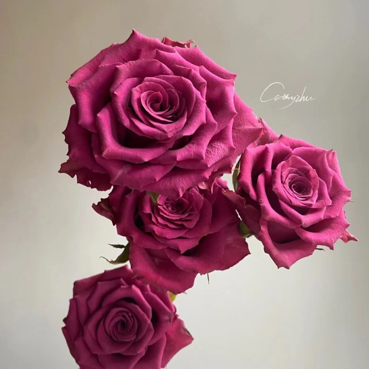 多头蓝莓玫瑰  玫瑰 基地直发 收到要醒花 