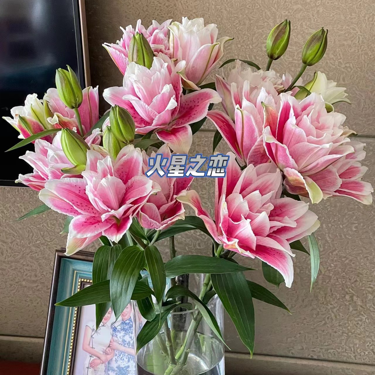  A级3支多头 火星之恋 重瓣百合   云南基地直发 