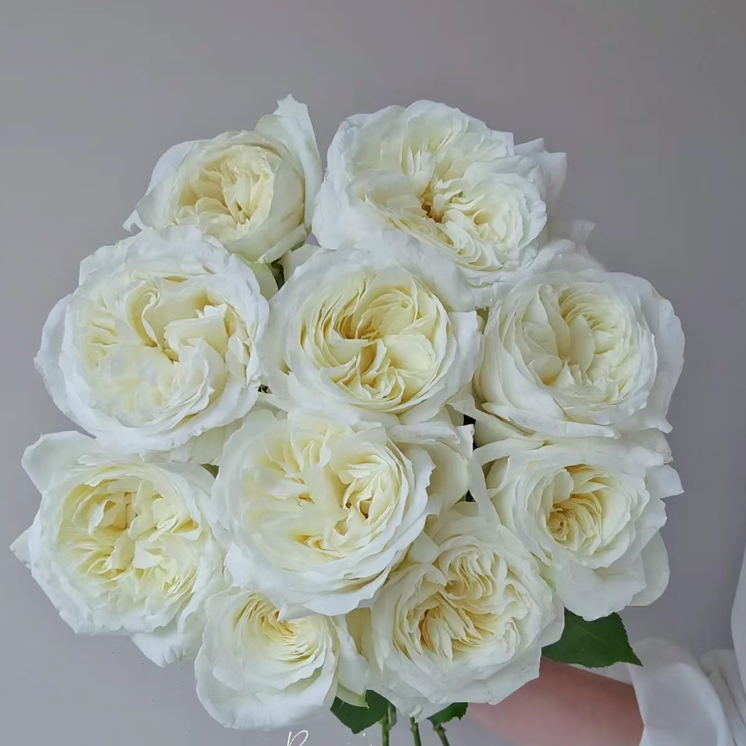   诺莉莎玫瑰  云南基地直发 任意两单起发