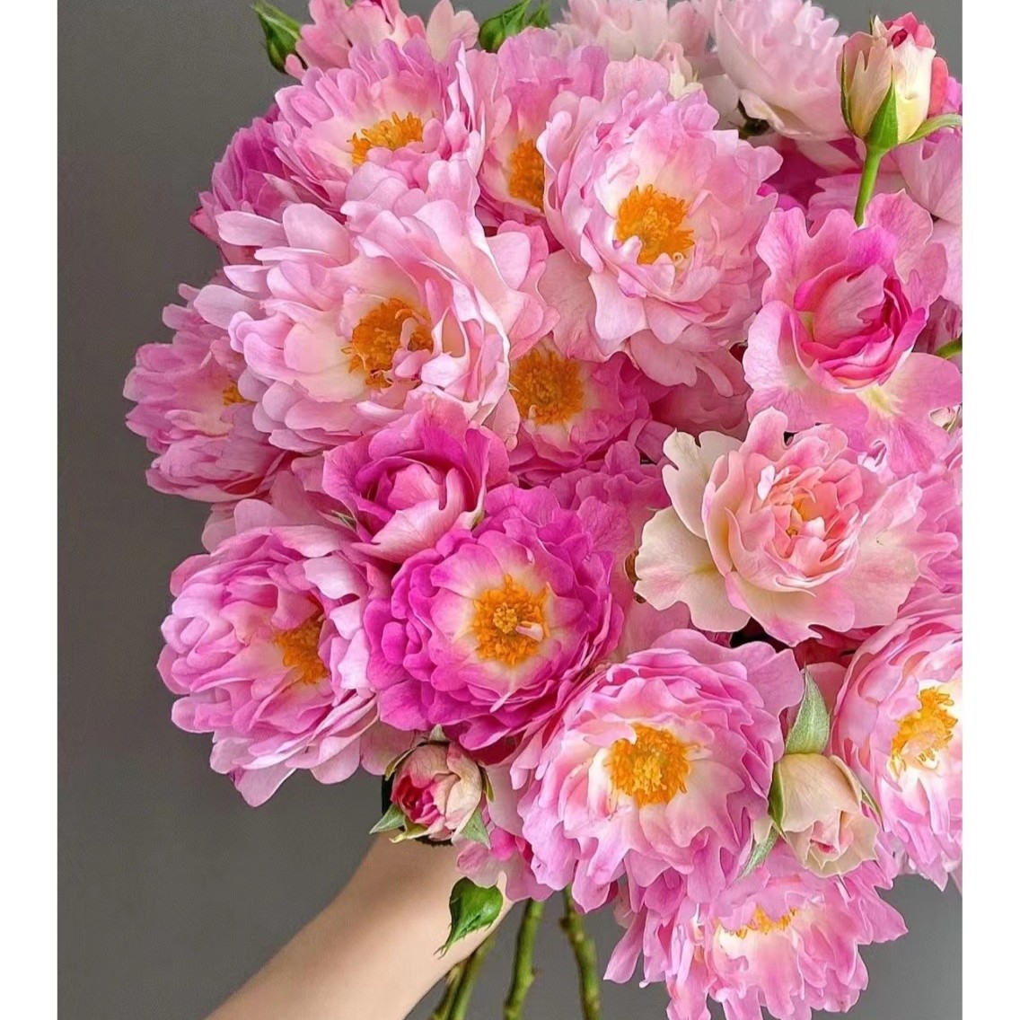 10支 梦幻海葵 泡泡 玫瑰 云南基地直发  