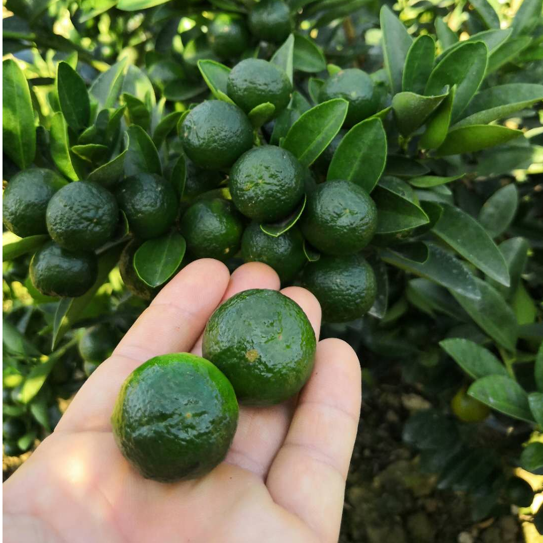 正宗海南小柠檬树苗嫁接小青桔四季金桔柠檬苗当年结果盆栽果树