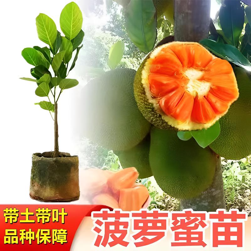正宗 印尼红菠萝蜜苗 嫁接木菠萝苗 耐寒红肉干包菠萝蜜 带土带叶