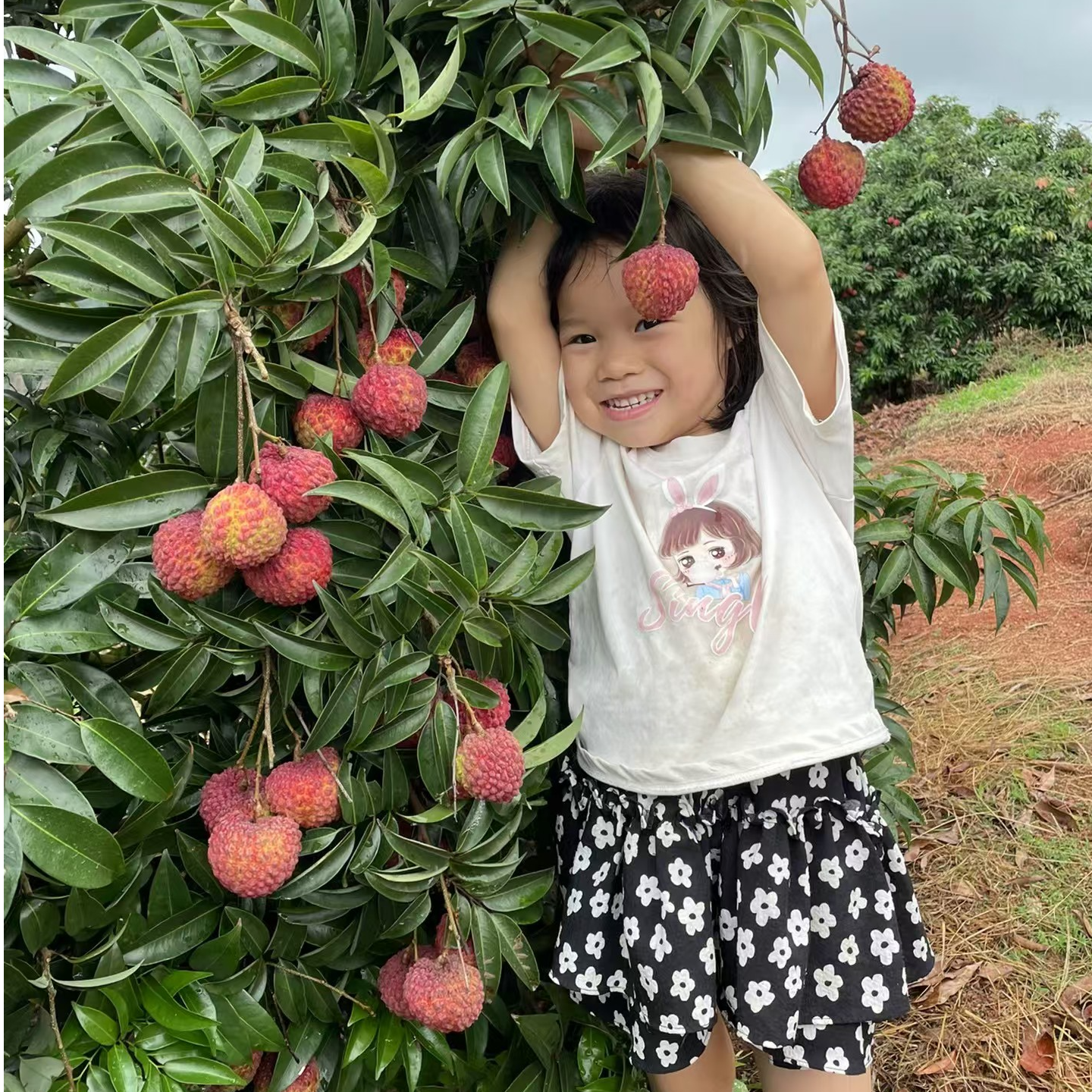 火山荔枝王大果紫娘喜荔枝嫁接苗 带土带叶子发 适合阳台庭院种植