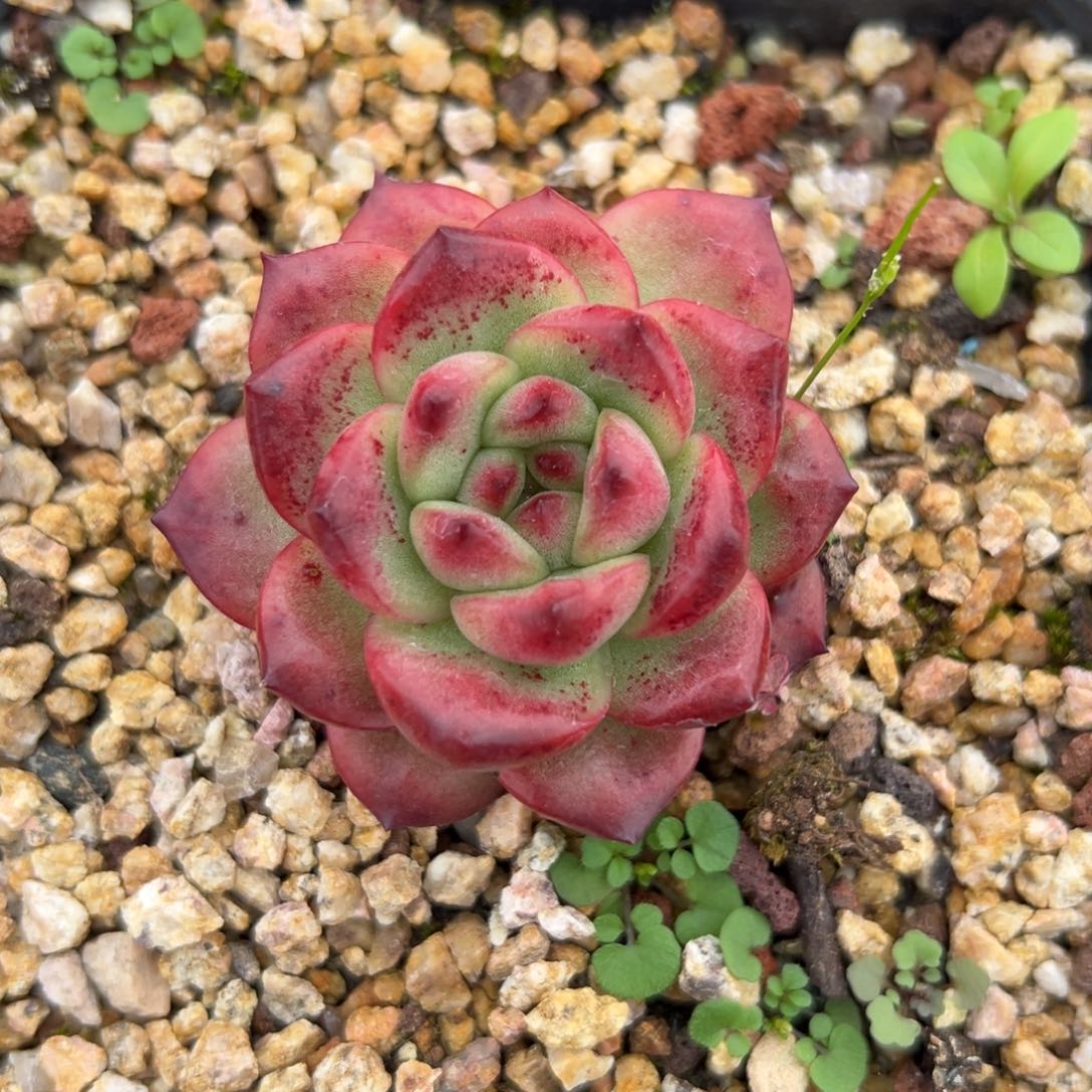 TM （满38包邮）多肉