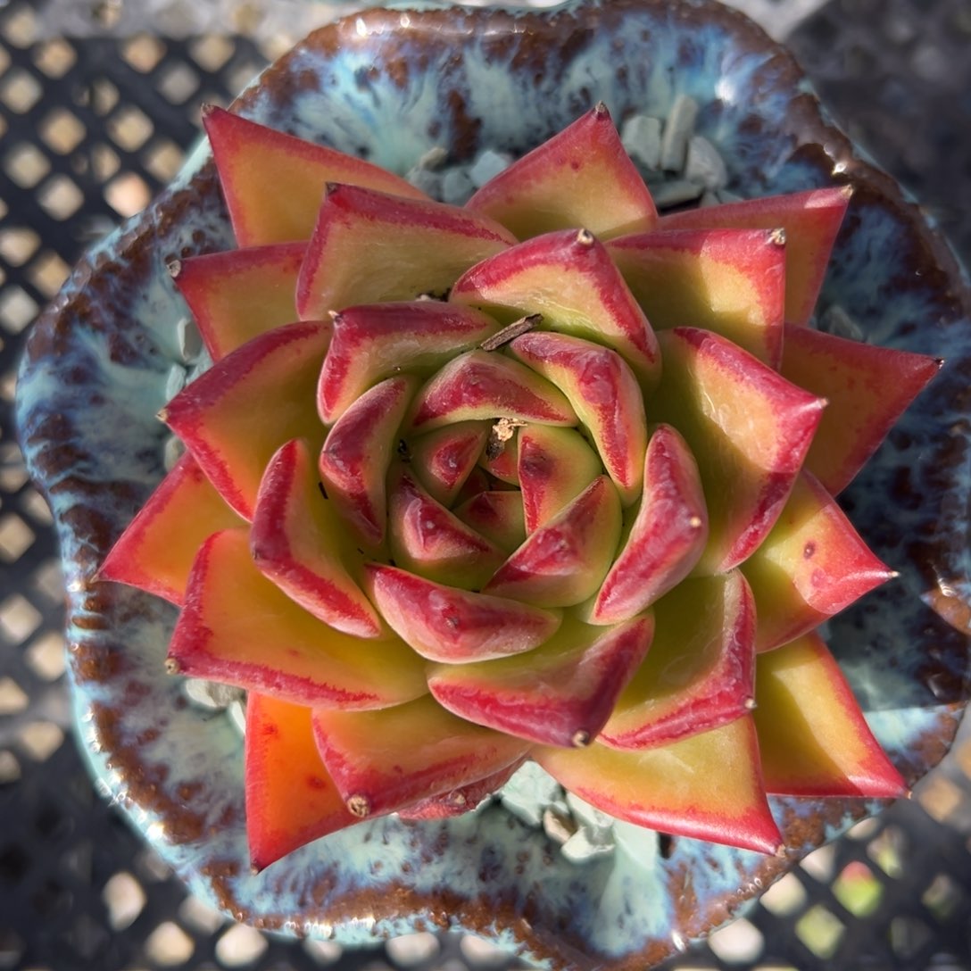 口红精控多肉38包邮