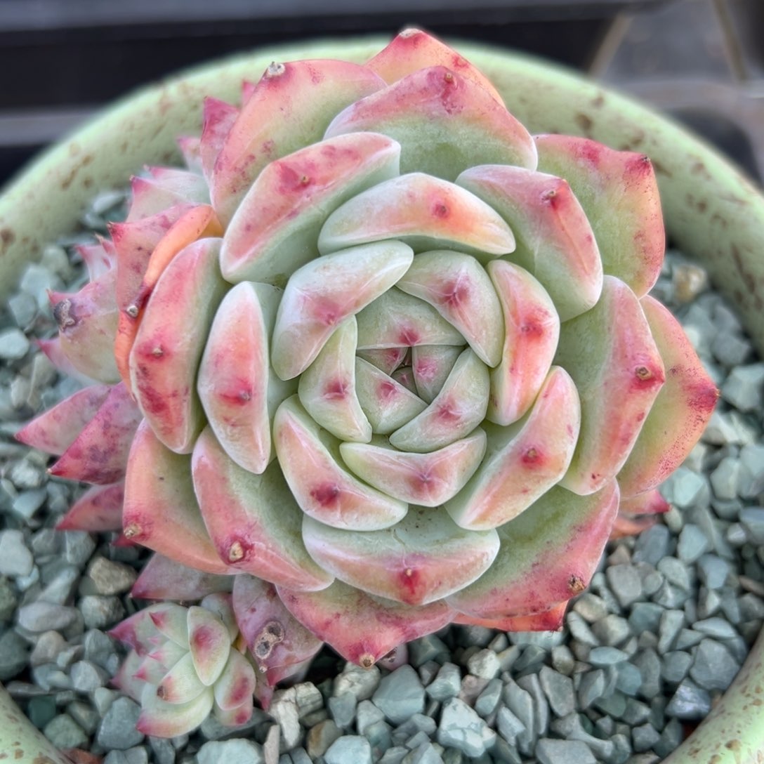 白拉糖精控多肉38包邮