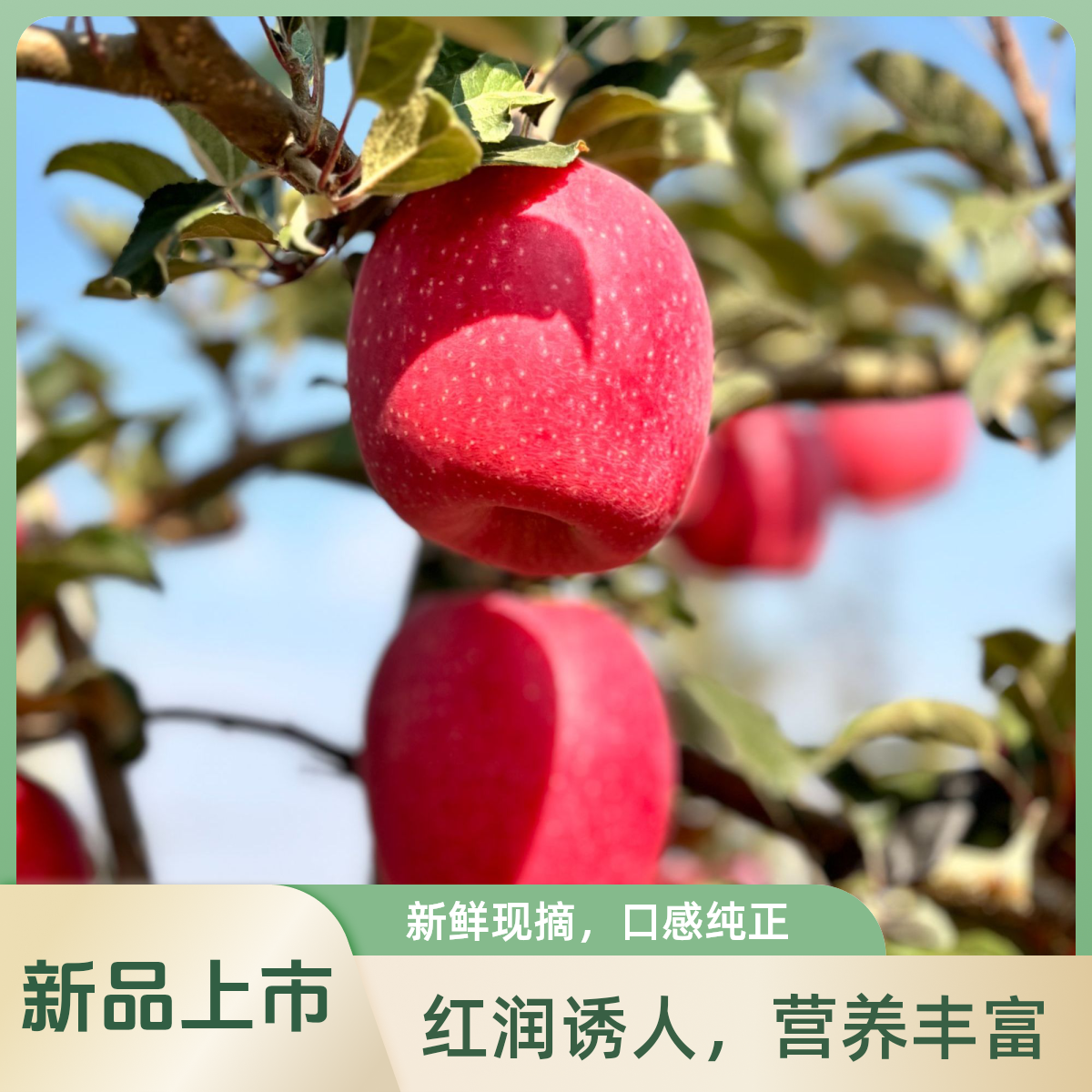 新槐农霜降后采摘瑞香红苹果无酸果香浓郁