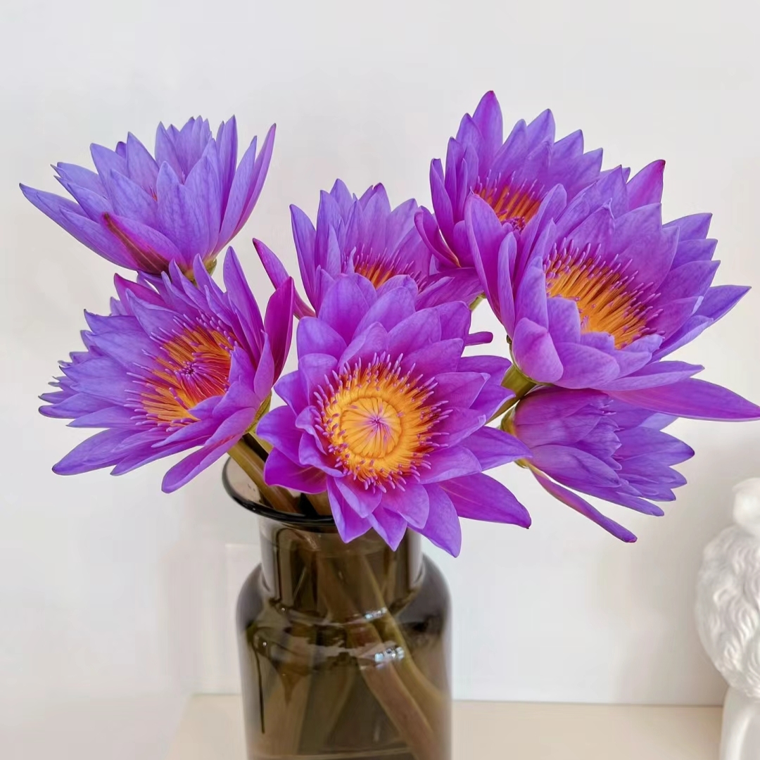 【香羿鲜花】睡莲一扎5枝，需摘绿萼倒灌水/全场任意满两单以上包邮