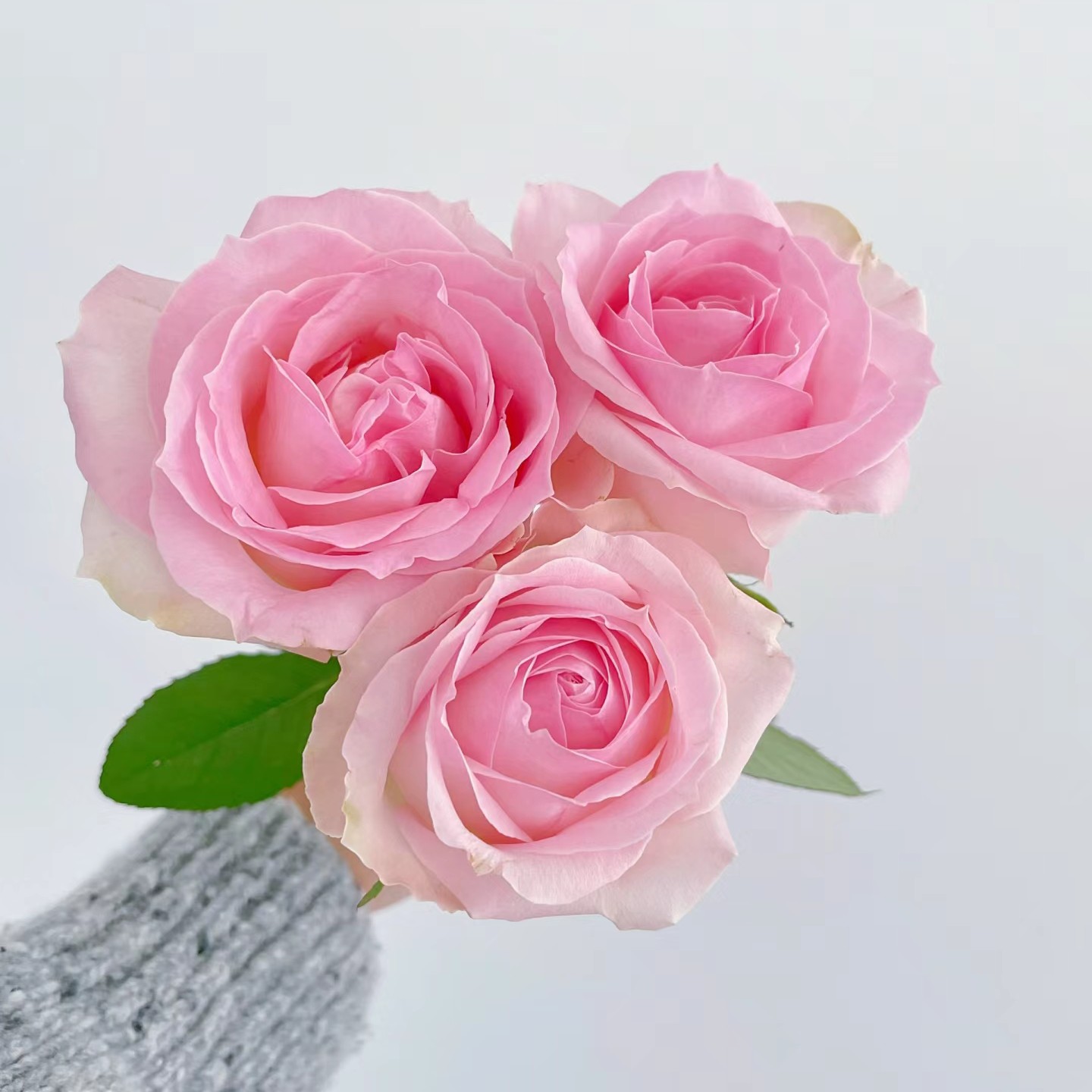 【香羿鲜花】桃红雪山/全场任意满两单及以上包邮