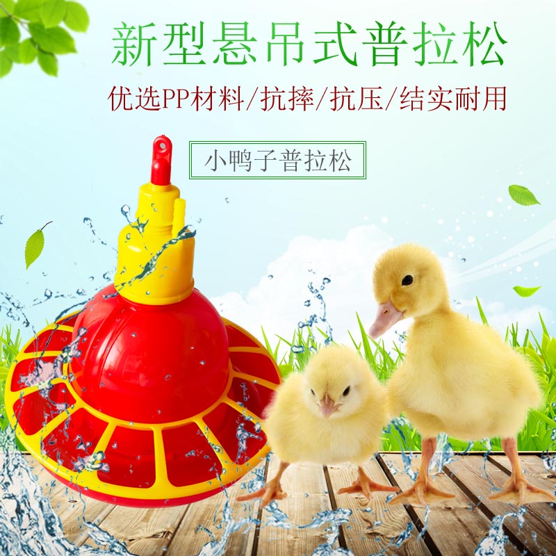 中号育雏普拉松 鸡鸭鹅育雏普拉松 自动饮水壶养殖养鸡设备
