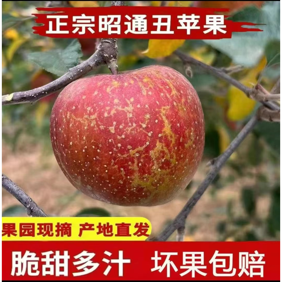 云南昭通丑苹果冰糖心苹果水果新鲜脆甜红富士当季整箱包邮1-9斤