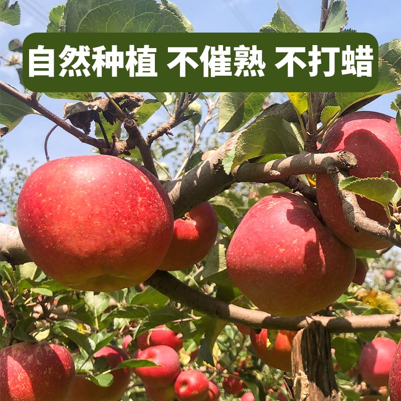 云南昭通丑苹果冰糖心苹果水果新鲜脆甜10斤红富士当季整箱1-9斤